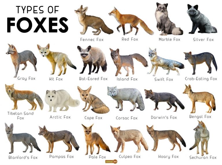 What Kind Of Foxes Live In Illinois at thomasjparra blog